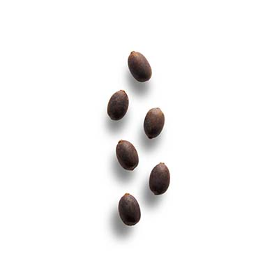 https://rahua.com/cdn/shop/collections/rahua_nut.png?v=1660310766