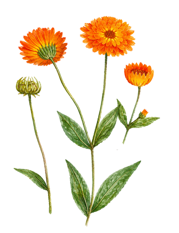 Calendula