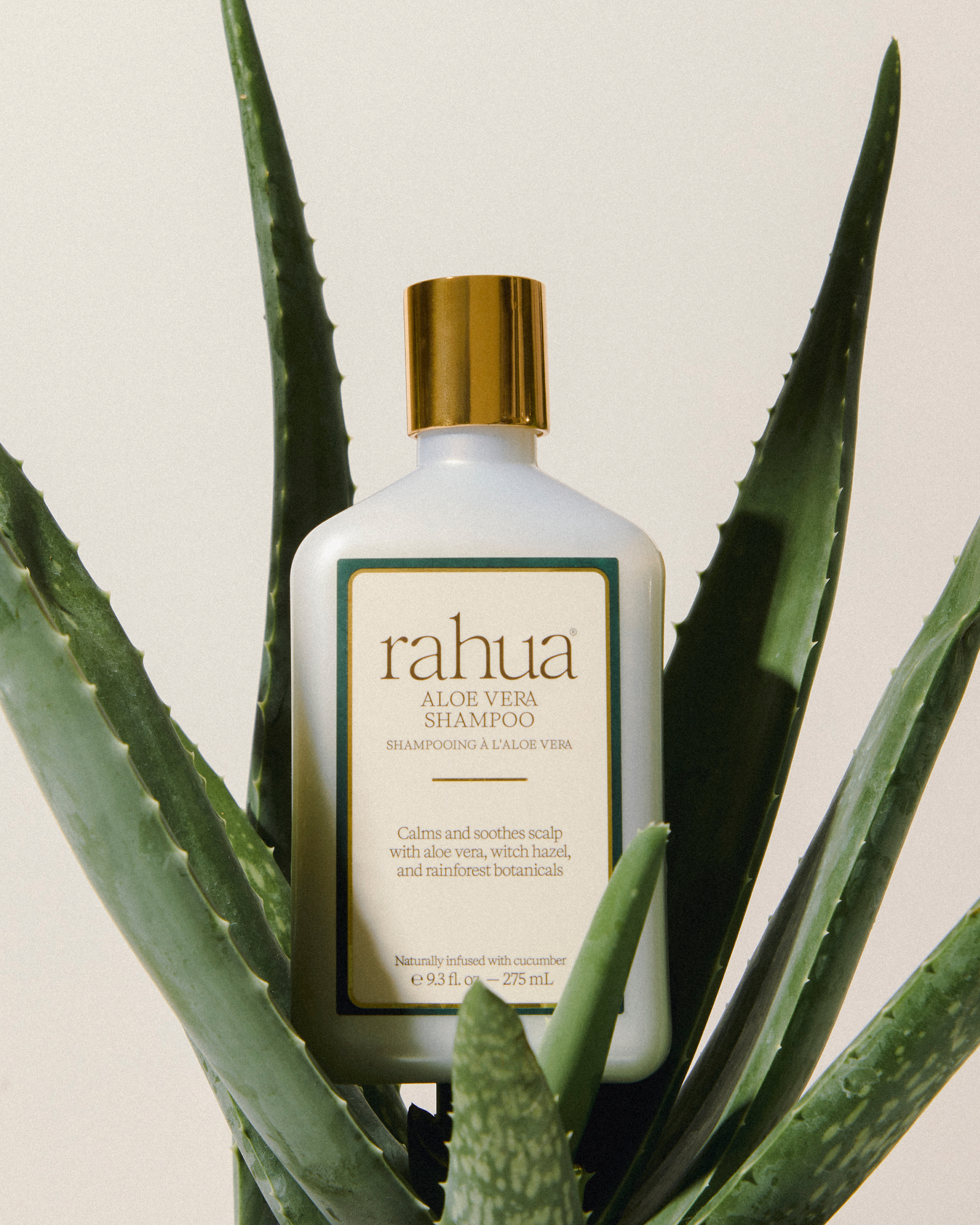 aloe vera plant on scalp Aloe Vera Shampoo