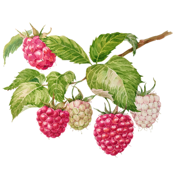 Raspberry Leaf