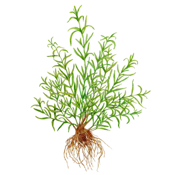Rosemary