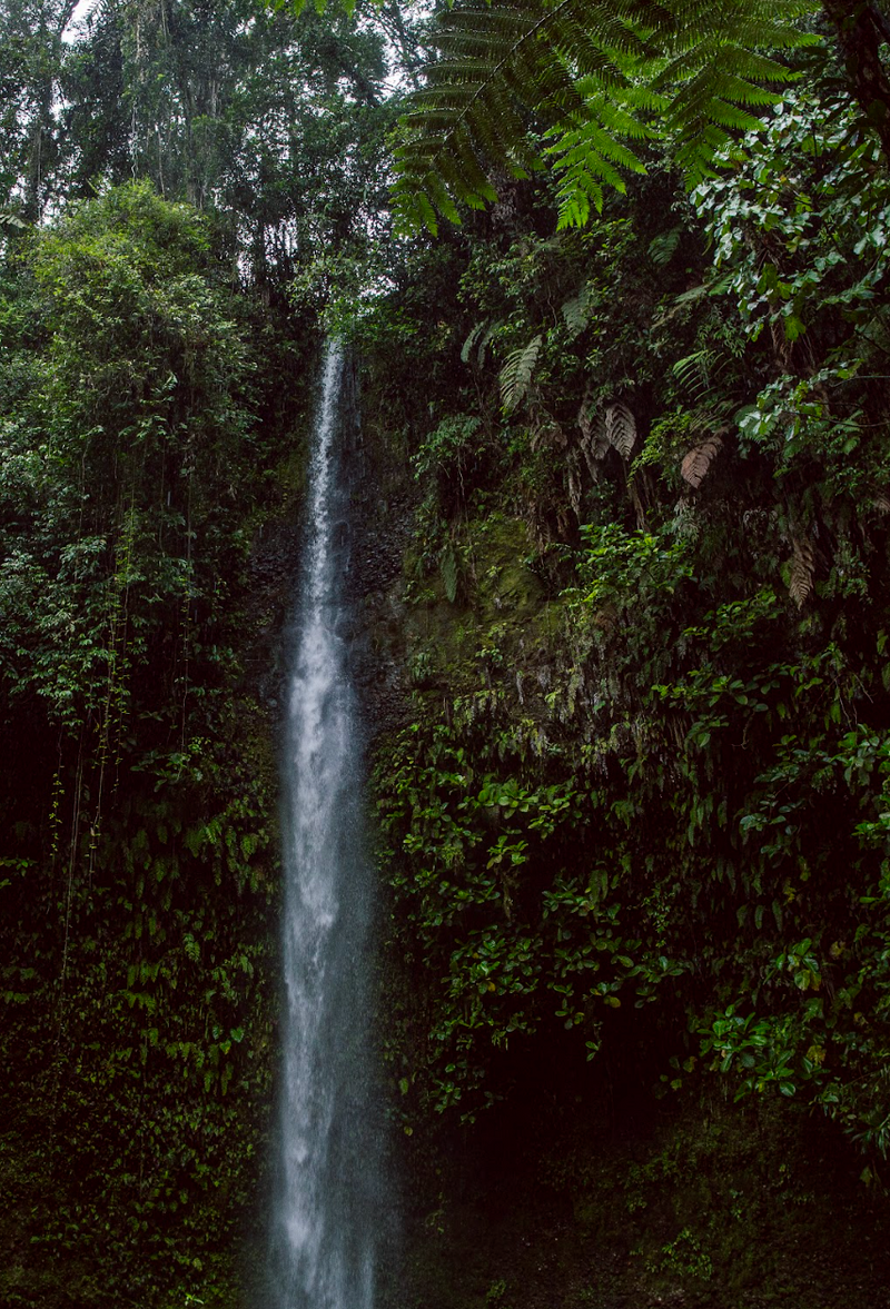 Free gift with purchase